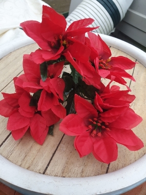 red poinsettia bush x7