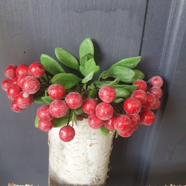 berry bunch red frosted with leaves